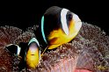 Poisson clown de Maurice (amphiprion chrysogaster)